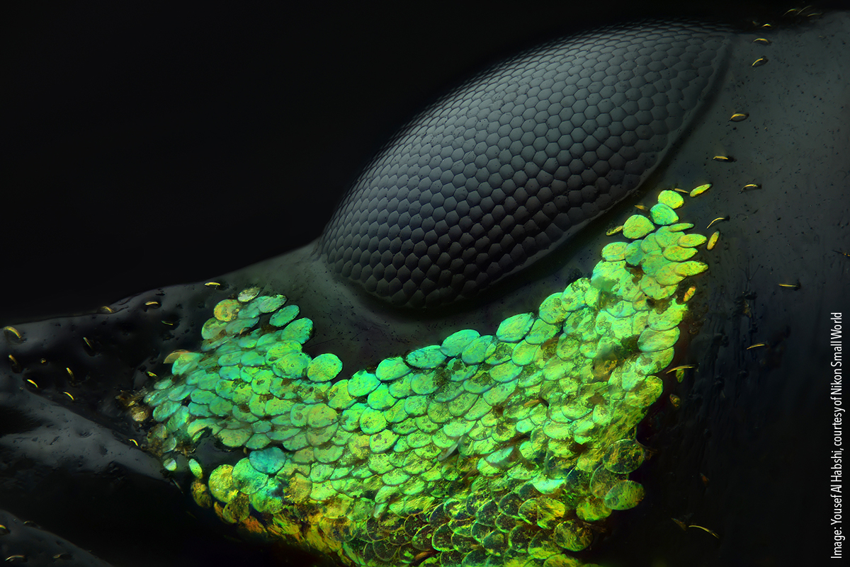 1-Metapocyrtus subquadrulfier First place, Yousef Al Habshi, Abu Dhabi, United Arab Emirates. Eye of a Metapocyrtus subquadrulifer beetle Reflected Light. 20x (objective lens magnification)